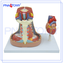 Modelo de mediastino PNT-0480 Modelo de anatomía humana del mediastino